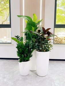 租花卉就选宁波杭州湾，优质服务超棒！><div class=